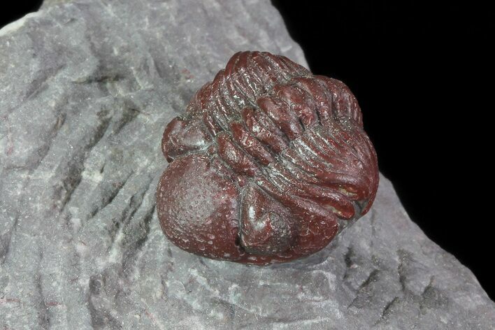 Enrolled Red Barrandeops Trilobite - Hmar Laghdad, Morocco #71621